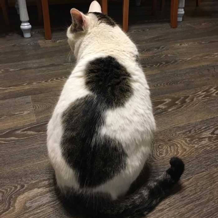 קוטיארה ברגובוי