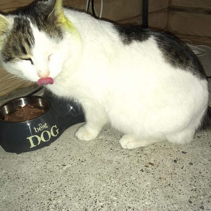 קוטיארה ברגובוי