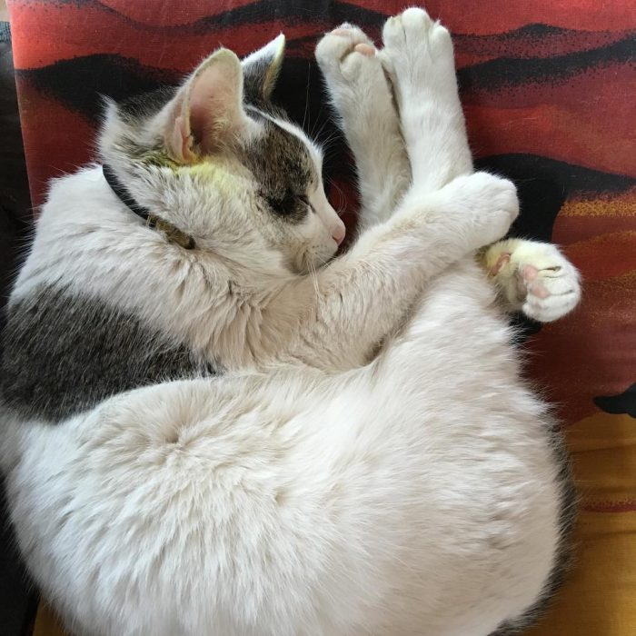 קוטיארה ברגובוי