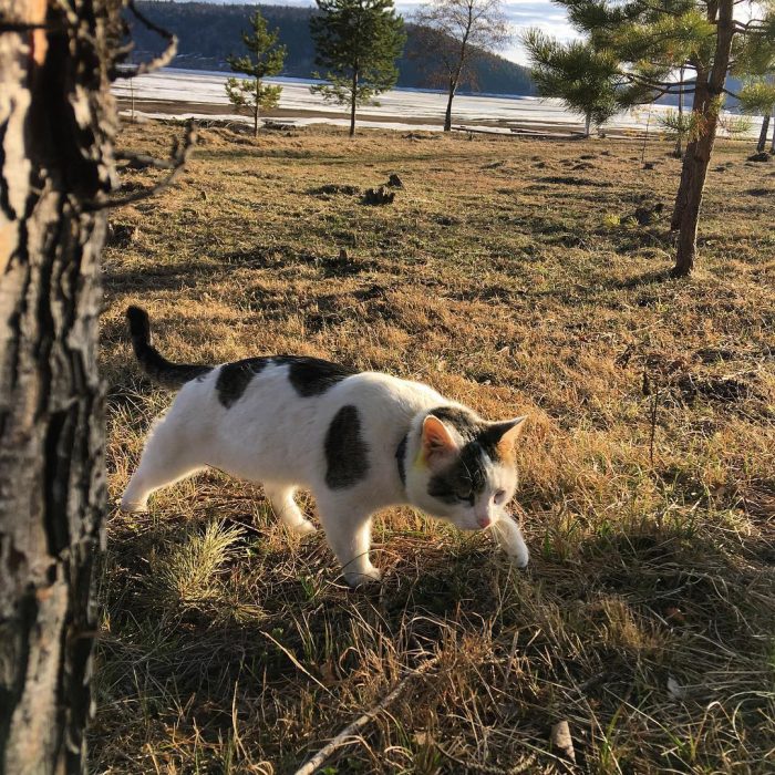 קוטיארה ברגובוי
