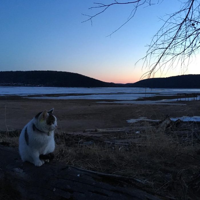 קוטיארה ברגובוי