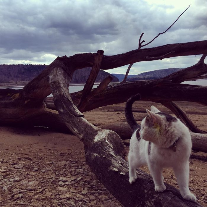 קוטיארה ברגובוי