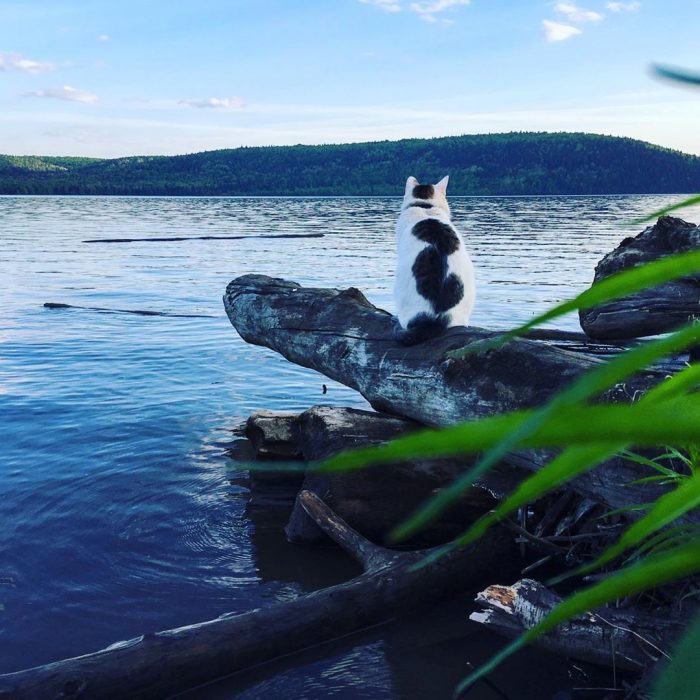 קוטיארה ברגובוי