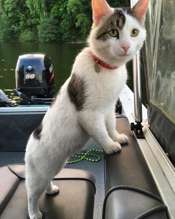 קוטיארה ברגובוי