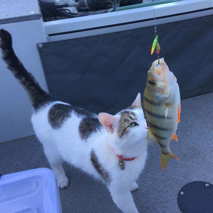 קוטיארה ברגובוי