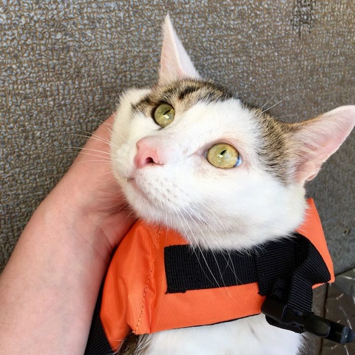 קוטיארה ברגובוי