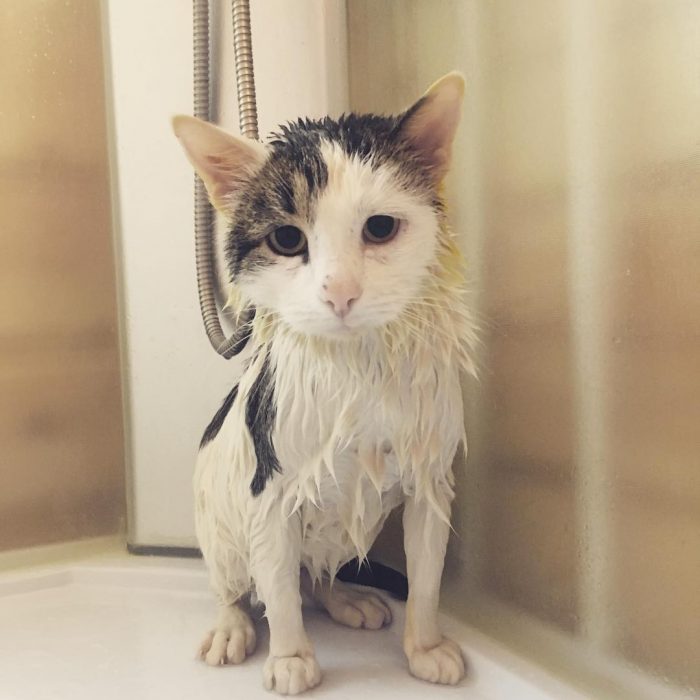 קוטיארה ברגובוי