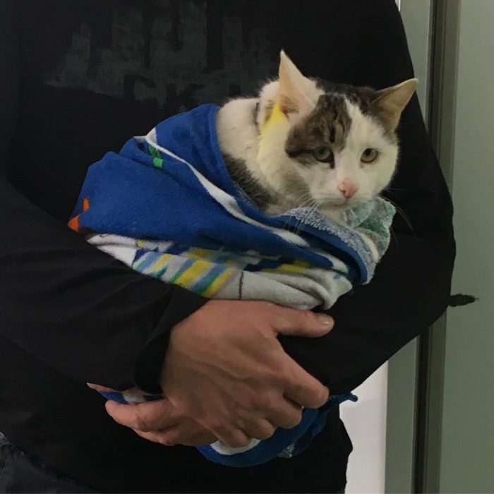 קוטיארה ברגובוי