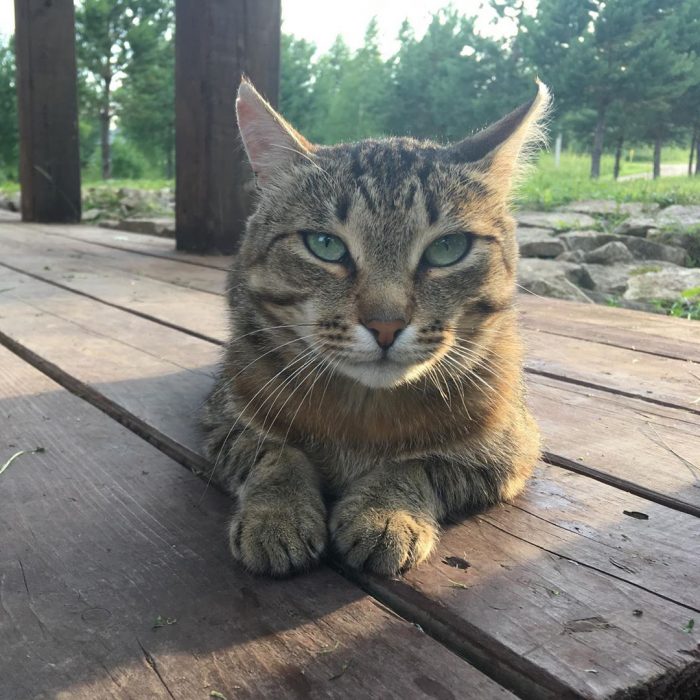 יוסיה החתול