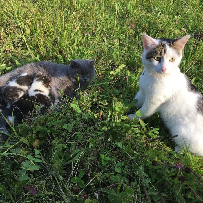 קוטיארה ברגובוי