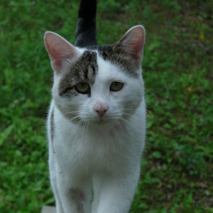 קוטיארה ברגובוי