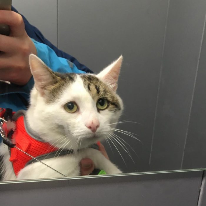 קוטיארה ברגובוי