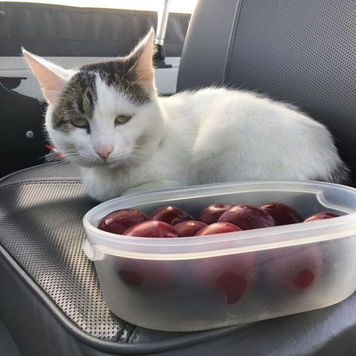 קוטיארה ברגובוי