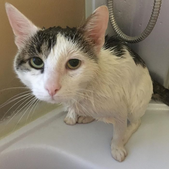 קוטיארה ברגובוי