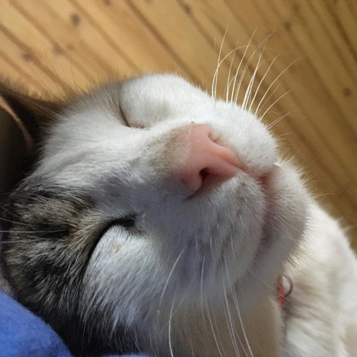 קוטיארה ברגובוי