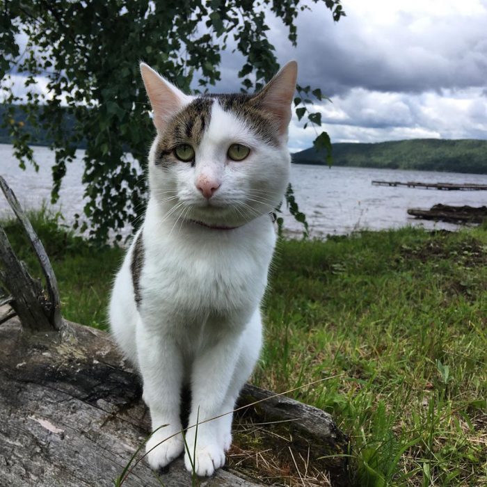 קוטיארה ברגובוי