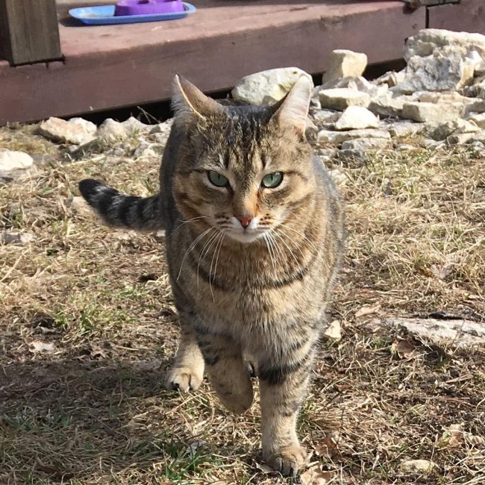 יוסיה החתול