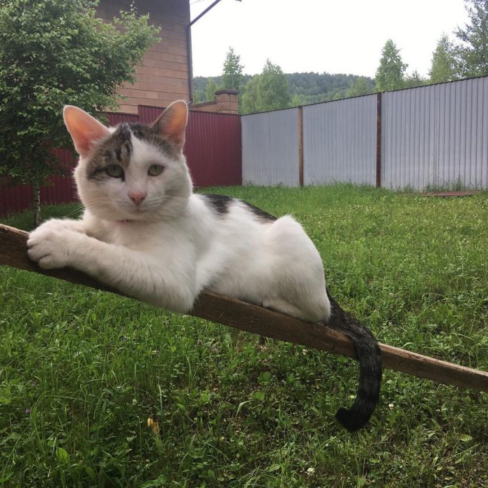 קוטיארה ברגובוי