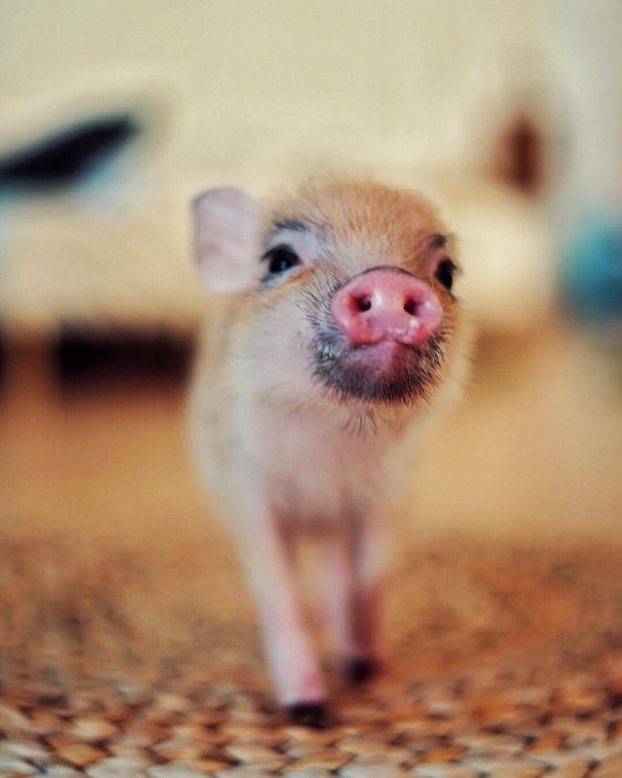 מיני פיג ג'וזפה