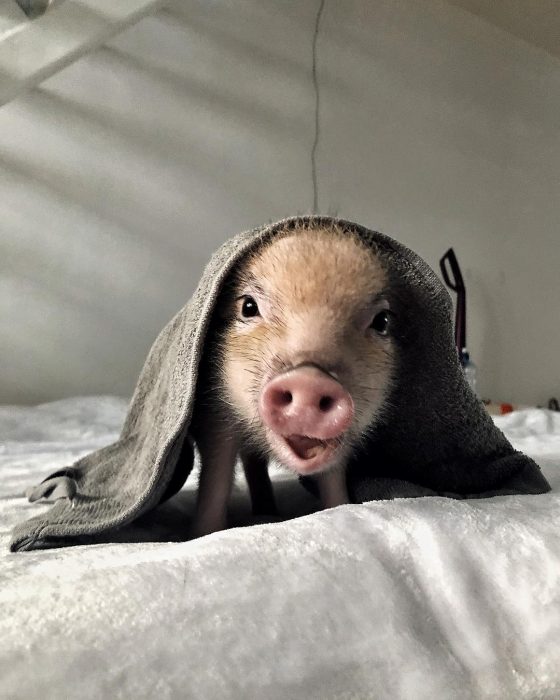 מיני פיג ג'וזפה