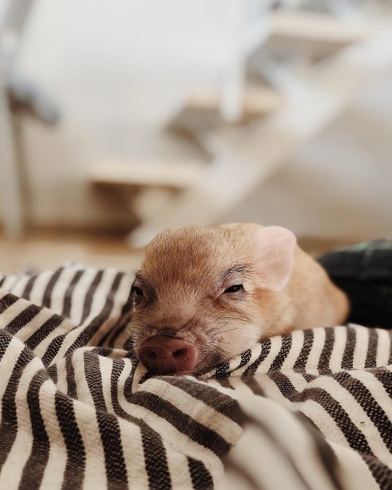 מיני פיג ג'וזפה