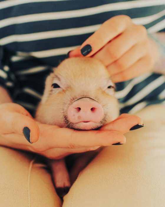 מיני פיג ג'וזפה