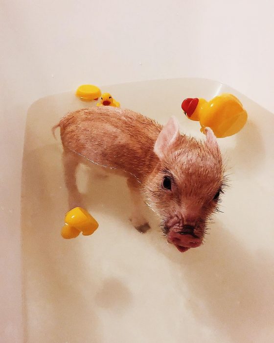 מיני פיג ג'וזפה