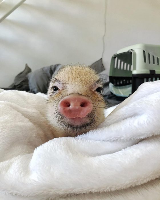 מיני פיג ג'וזפה