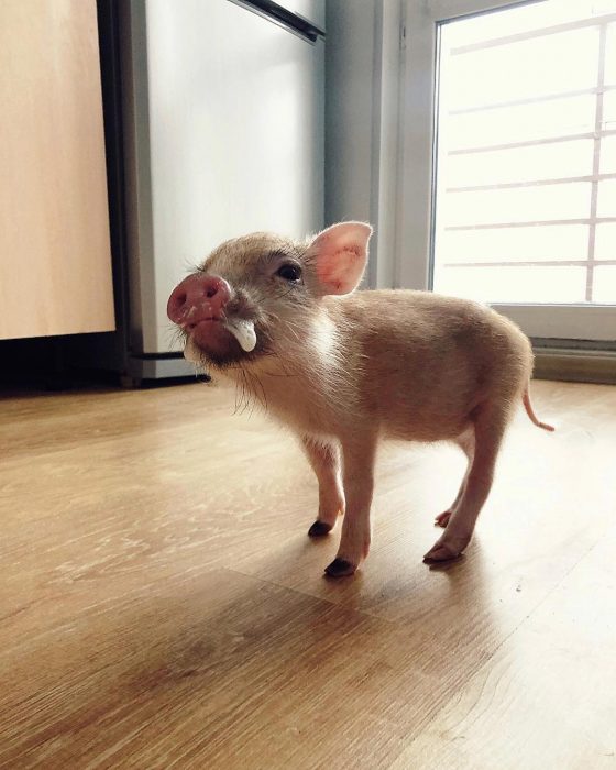 מיני פיג ג'וזפה