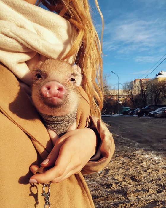 מיני פיג ג'וזפה