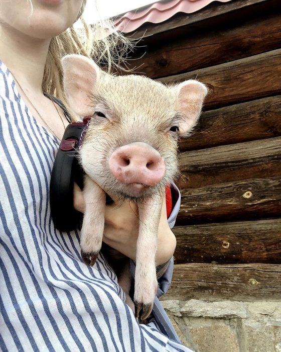 מיני פיג ג'וזפה