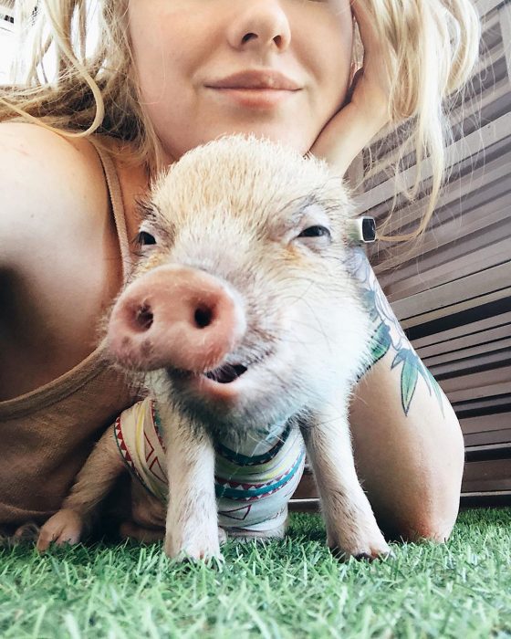 מיני פיג ג'וזפה