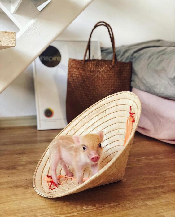 מיני פיג ג'וזפה