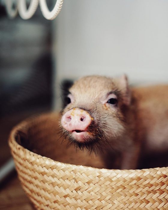 מיני פיג ג'וזפה
