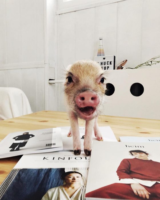 מיני פיג ג'וזפה