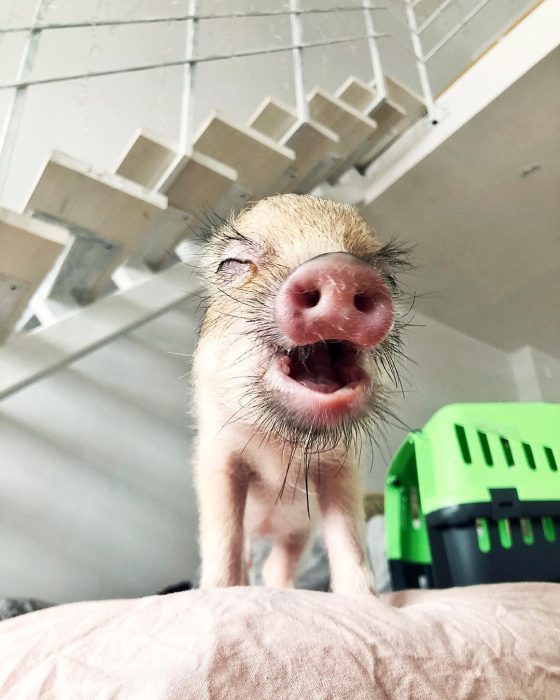 מיני פיג ג'וזפה