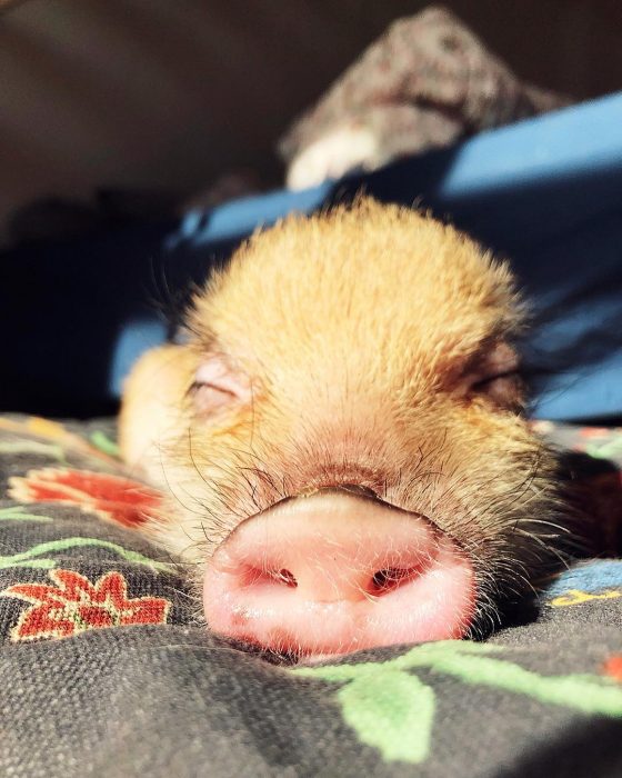 מיני פיג ג'וזפה