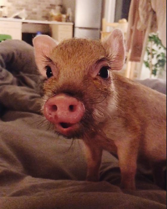 מיני פיג ג'וזפה