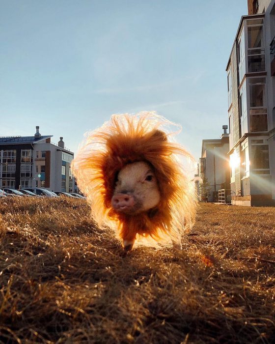 מיני פיג ג'וזפה