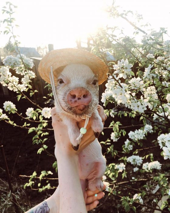 מיני פיג ג'וזפה