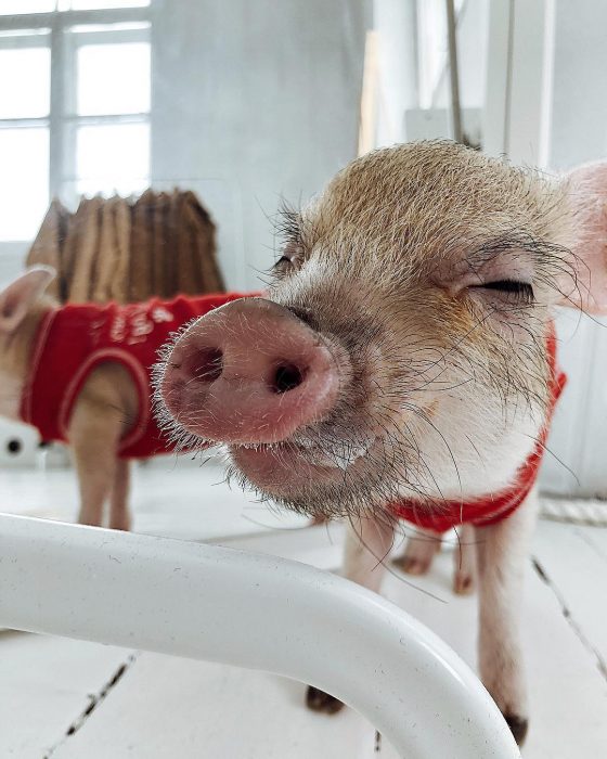 מיני פיג ג'וזפה