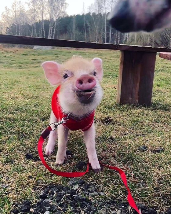 מיני פיג ג'וזפה