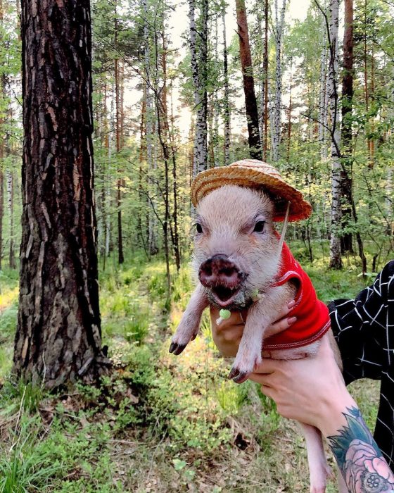 מיני פיג ג'וזפה