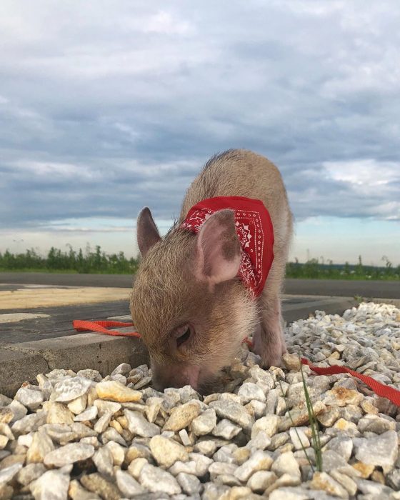 מיני פיג ג'וזפה