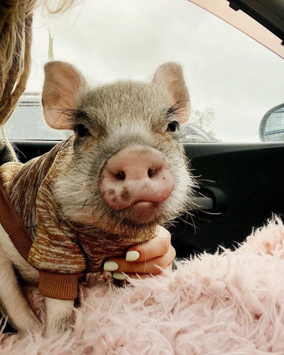 מיני פיג ג'וזפה