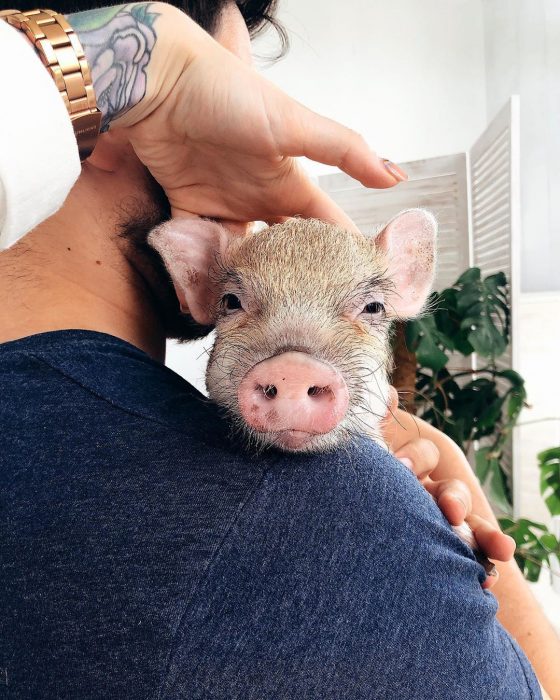 מיני פיג ג'וזפה