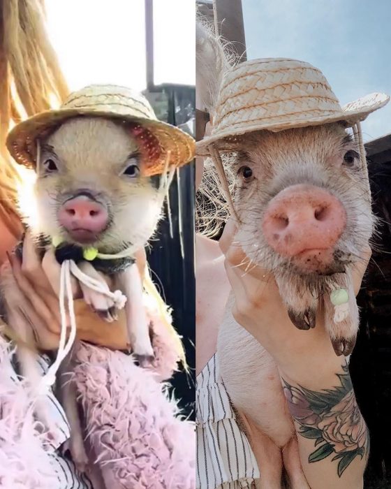 מיני פיג ג'וזפה