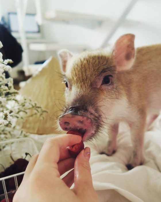 מיני פיג ג'וזפה