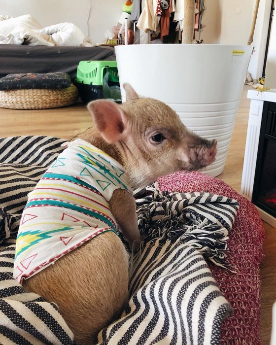 מיני פיג ג'וזפה