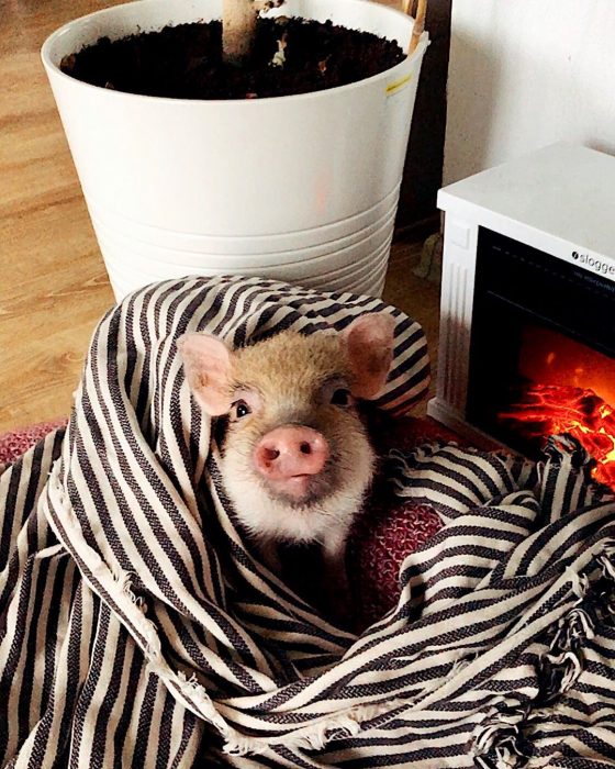 מיני פיג ג'וזפה